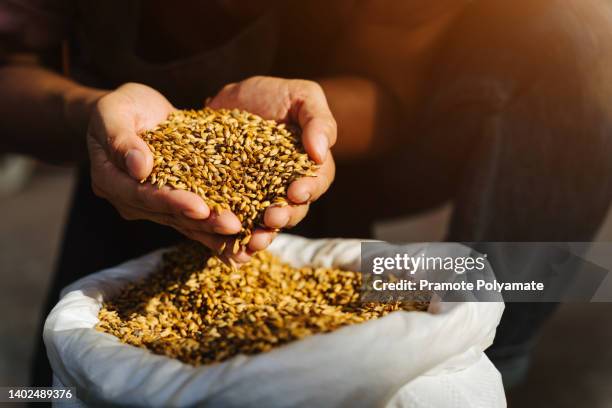 close-up malt in the hands of the brewer. holds grain in the palms of your hands. - brauerei stock-fotos und bilder