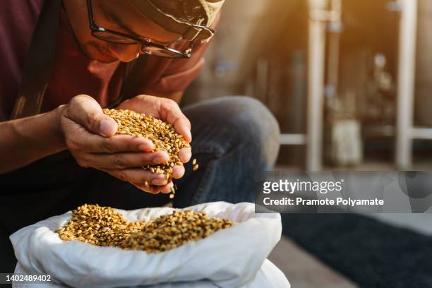 asian brewer. ingredients for beer at factory, favorite job and startup. millennial owner worker in apron holds wheat or barley in hands and inhales aroma of grains in warehouse - barley stock pictures, royalty-free photos & images
