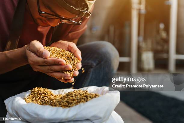 asian brewer. ingredients for beer at factory, favorite job and startup. millennial owner worker in apron holds wheat or barley in hands and inhales aroma of grains in warehouse - barley bildbanksfoton och bilder