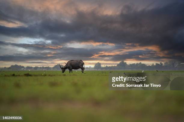 life of asiatic water buffalo - thale noi stock pictures, royalty-free photos & images