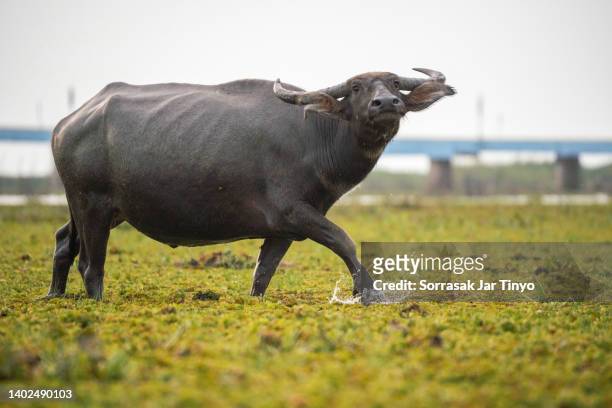 life of asiatic water buffalo - ganado salvaje fotografías e imágenes de stock