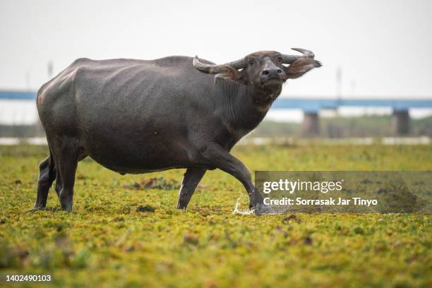 life of asiatic water buffalo - bufalo indiano foto e immagini stock
