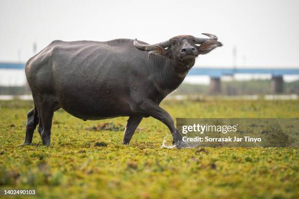 life of asiatic water buffalo - thale noi stock pictures, royalty-free photos & images