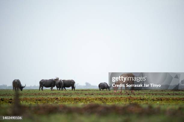 life of asiatic water buffalo - thale noi stock pictures, royalty-free photos & images