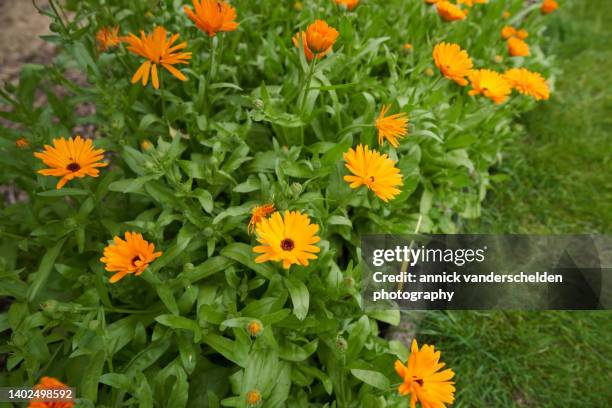 common marigold - calendula stockfoto's en -beelden