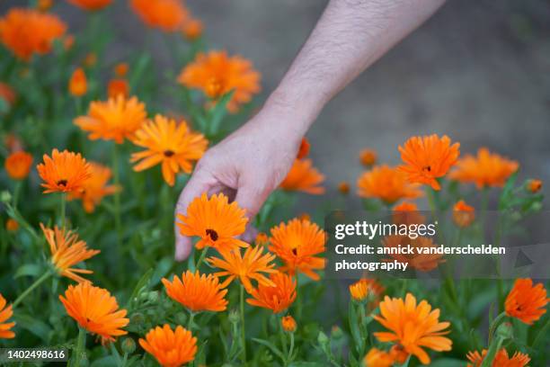 pot marigold - calendula officinalis stock pictures, royalty-free photos & images