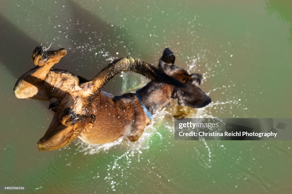 High Angle View Of Dog Jumping In Lake