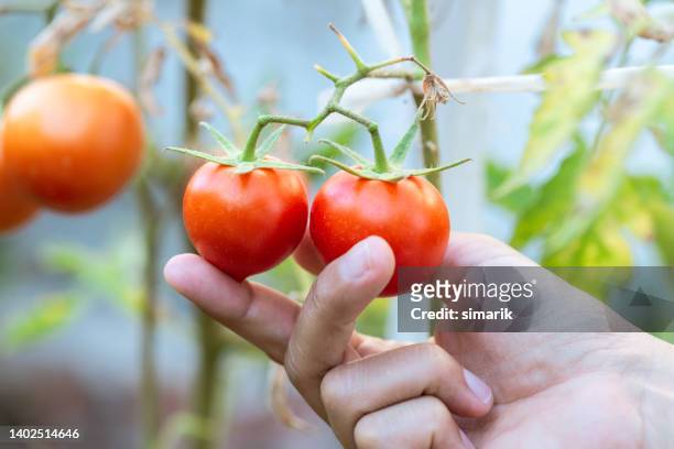 wachsende tomaten - pflanzenbestandteile stock-fotos und bilder