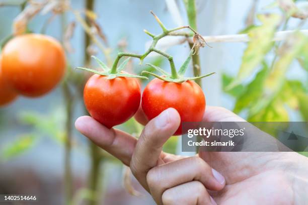 growing tomatoes - 植物部分 個照片及圖片檔