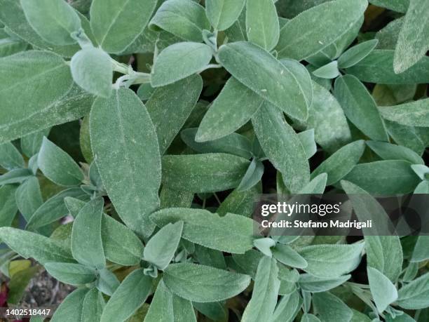 vegetable garden sage - sage stock-fotos und bilder