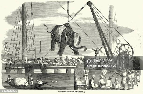 elefanten werden von einem schiff in kalkutta, indien, 1850er jahre, viktorianisches 19. jahrhundert entladen - kolkata stock-grafiken, -clipart, -cartoons und -symbole