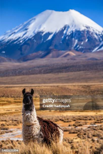 lama e vulcano parinacota sul boliviano altiplano - cordigliera delle ande foto e immagini stock
