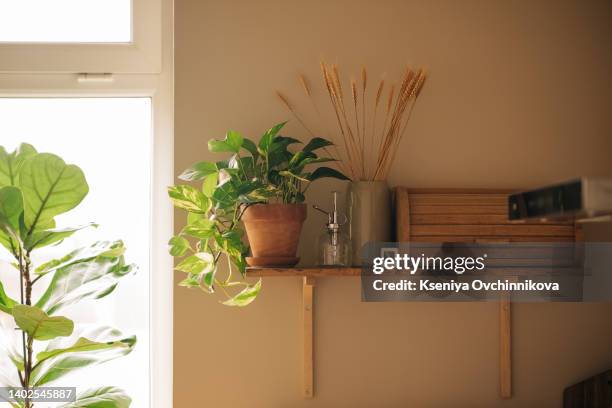 kitchen shelves with various white ceramic and glass jars. open shelves in the kitchen. kitchen interior ideas. eco friendly kitchen, zero waste home concept - kitchen wall stock-fotos und bilder