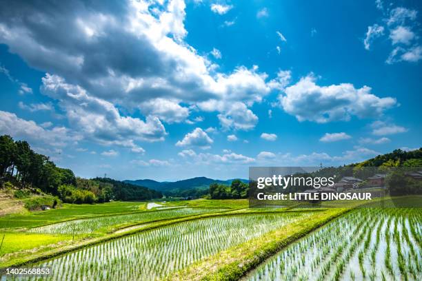 paddy field - satoyama scenery stock-fotos und bilder