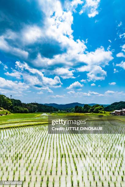 Paddy Field High-Res Stock Photo