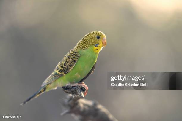 wild budgerigar (melopsittacus undulatus) perched on branch with backlighting, south australia - budgerigar stock pictures, royalty-free photos & images