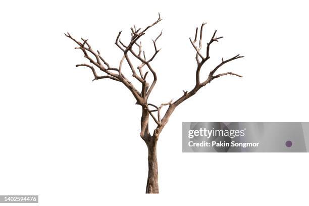 dead tree isolated on a white background, clipping path - árbol fotografías e imágenes de stock