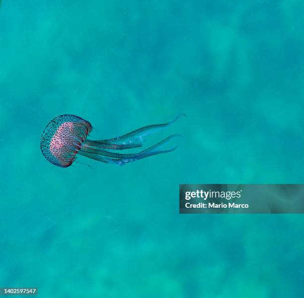 small jellyfish - stechen tierverhalten stock-fotos und bilder