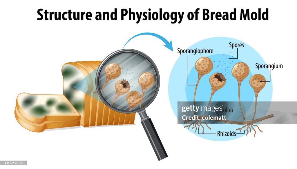 Mold In Flour Structure And Physiology Of Bread Mold High-Res Vector Graphic - Getty ...