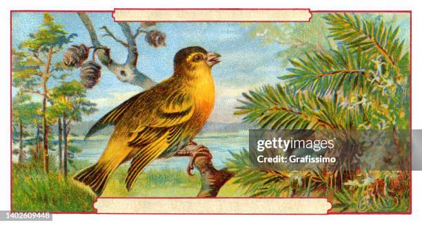 bird siskin with eggs in nest art nouveau illustration 1899 - canary bird stock illustrations
