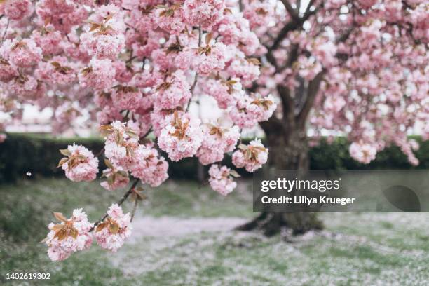 abstract background with blooming sakura. - almond orchard ストックフォトと画像