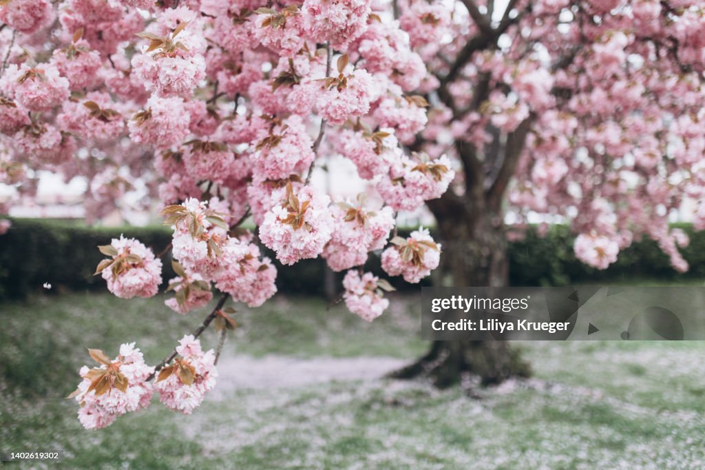 Abstract background with blooming sakura.