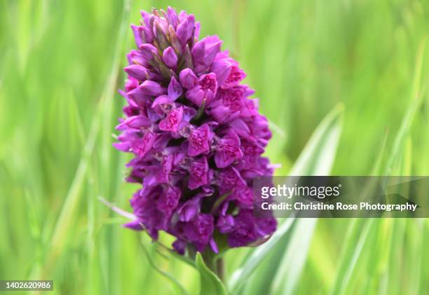 northern marsh orchid - orquidea salvaje fotografías e imágenes de stock