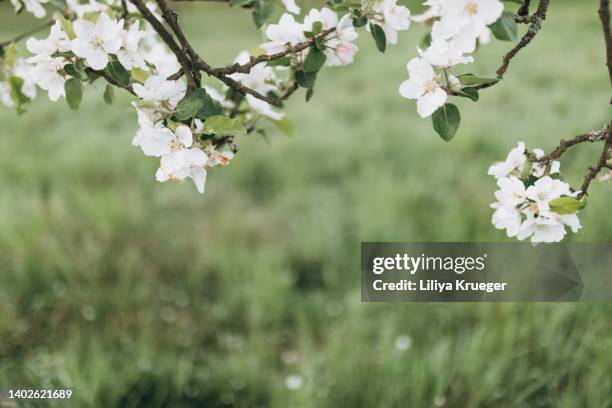 abstract background with blooming apple tree. - mandel stock-fotos und bilder