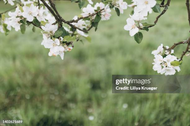 abstract background with blooming apple tree. - almond tree photos et images de collection