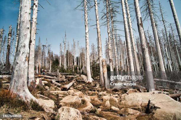 nature reserve brocken / harz / hikking / climate change - seco imagens e fotografias de stock