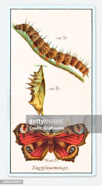 stockillustraties, clipart, cartoons en iconen met peacock butterfly with caterpillar art nouveau illustration - lithograph