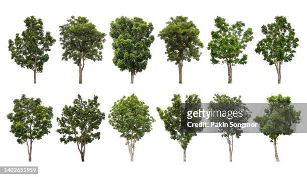 collections green tree isolated on white background, clipping path - árbol de hoja perenne fotografías e imágenes de stock