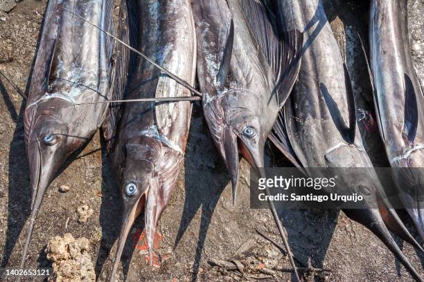 catch of swordfish lying on the beach - swordfish ストックフォトと画像