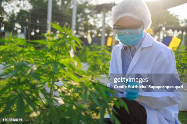 asian female research the cannabis sativa in the farm. - medical marijuana law stock pictures, royalty-free photos & images