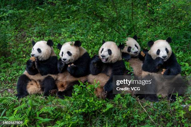 Giant pandas are seen at Chengdu Research Base of Giant Panda Breeding on June 13, 2022 in Chengdu, Sichuan Province of China.