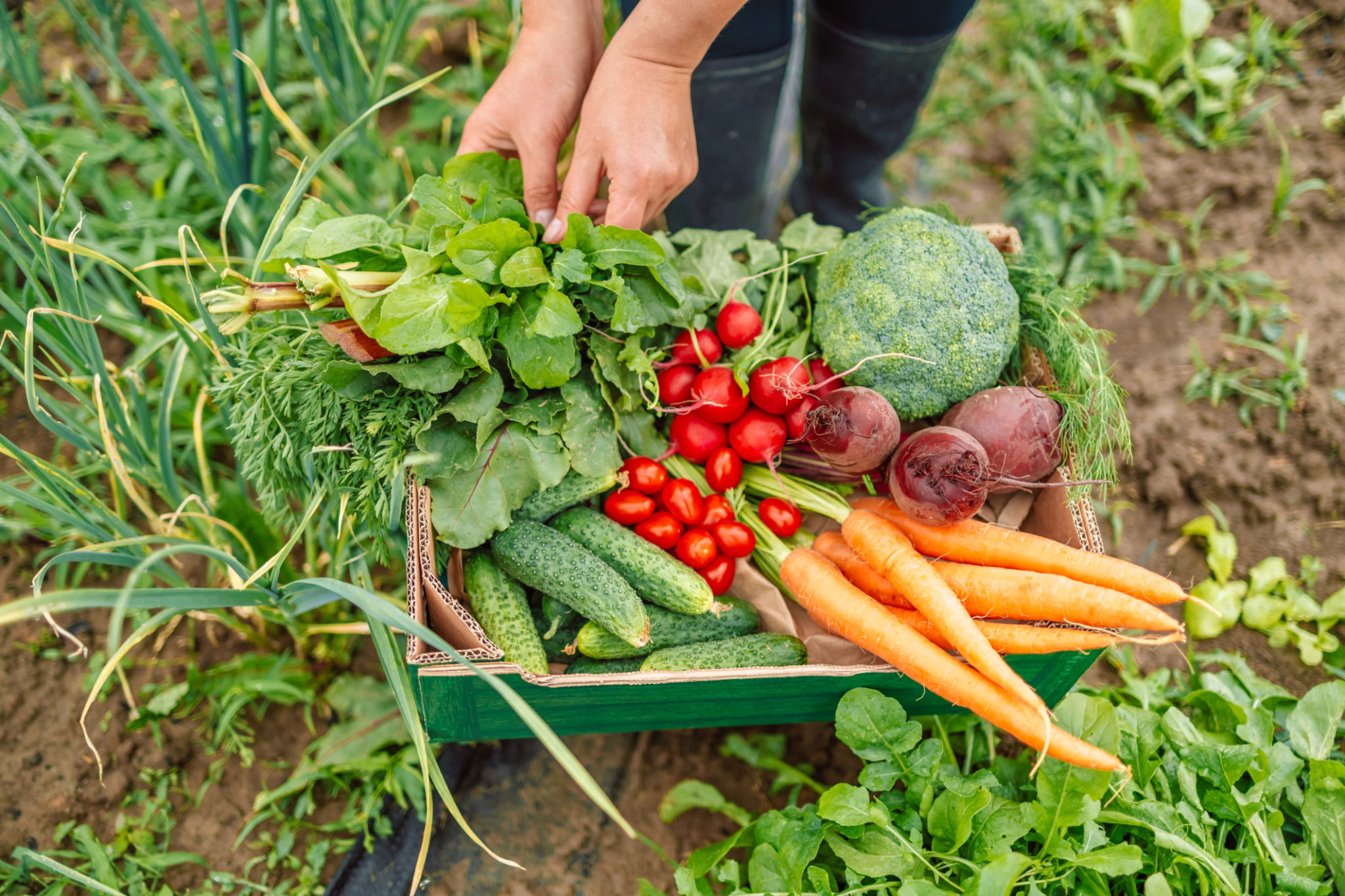 Woman hands holding fresh ecological vegetables in paper box. Healthy organic food, vegetables, agriculture, close up Woman hands holding fresh ecological vegetables in paper box. Healthy organic food, vegetables, agriculture, close up