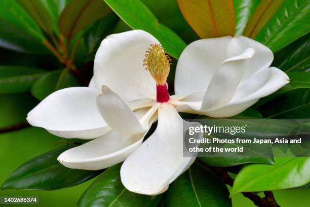 magnolia grandiflora / southern magnolia / bull bay flower - magnolio fotografías e imágenes de stock