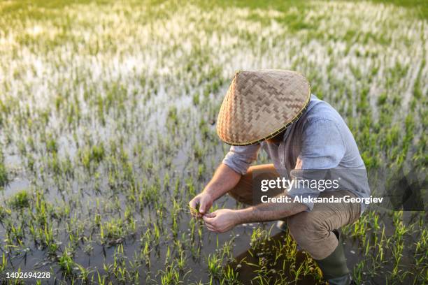 Hand Weeding Rice 1,416 Rice Weeds Stock Photos, High-Res Pictures, and Images - Getty Images