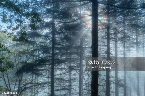 morning sunlight into the misty forest - forest bathing stock pictures, royalty-free photos & images