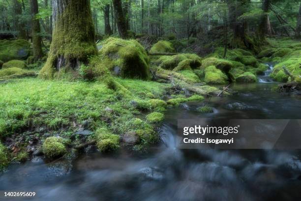 clear water stream in mossy forest - nagano prefecture stock pictures, royalty-free photos & images