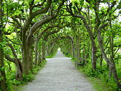 Tree walk in Dachau