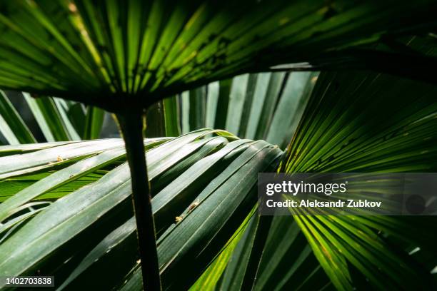 green palm leaf, close-up. palm tree on the tropical coast, summer tree. beautiful natural background. photos for retail display. screen saver on the display. sunlight penetrates through the leaves of a palm tree. - screen saver stock-fotos und bilder