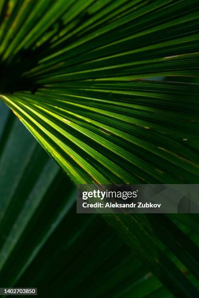 green palm leaf, close-up. palm tree on the tropical coast, summer tree. beautiful natural background. photos for retail display. screen saver on the display. sunlight penetrates through the leaves of a palm tree. - palm tree stockfoto's en -beelden