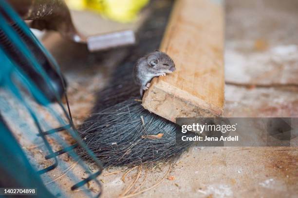 baby mouse asleep on broom, sleeping mouse, deer mouse pest control - rodent stock pictures, royalty-free photos & images