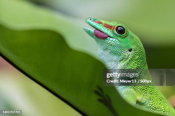 close-up of snake on plant - geco 個照片及圖片檔