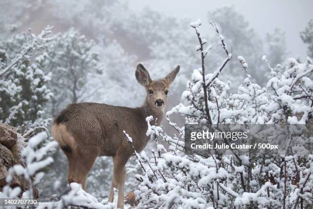 portrait of roe deer standing on snow covered field,colorado springs,colorado,united states,usa - reh stock-fotos und bilder