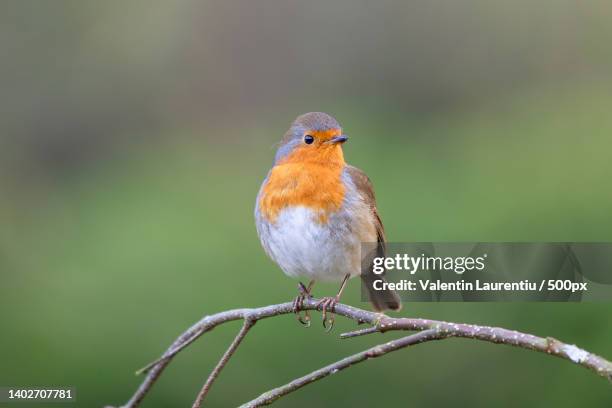 close-up of robin perching on branch - robin fotografías e imágenes de stock