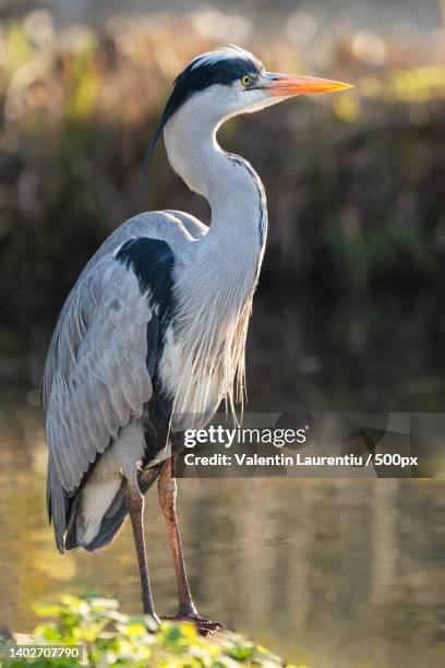 side view of gray heron perching on lake,richmond,united kingdom,uk - great blue heron stock pictures, royalty-free photos & images