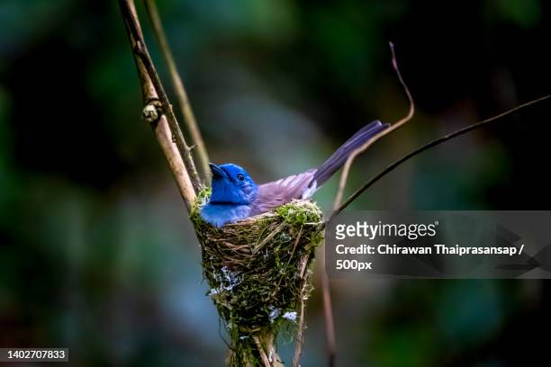 close-up of songbird perching on branch,phetchaburi,thailand - indigo bunting stock pictures, royalty-free photos & images