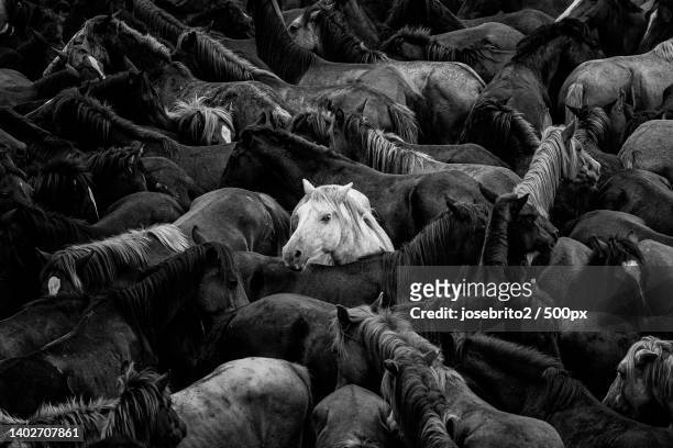 a part of me is a crowd the other part strangeness and loneliness,sabucedo,pontevedra,spain - running horse stock-fotos und bilder